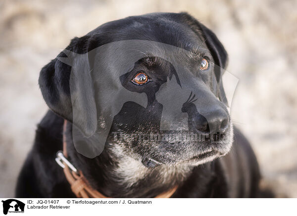 Labrador Retriever / Labrador Retriever / JQ-01407