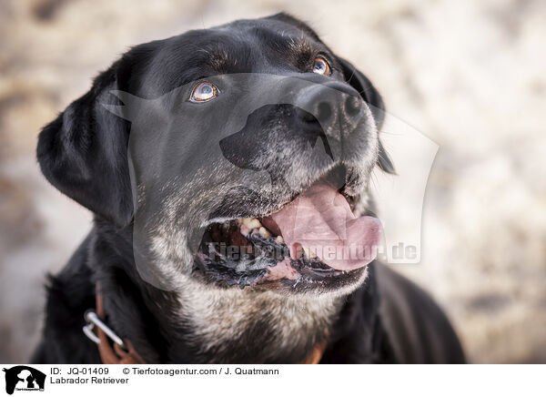Labrador Retriever / Labrador Retriever / JQ-01409
