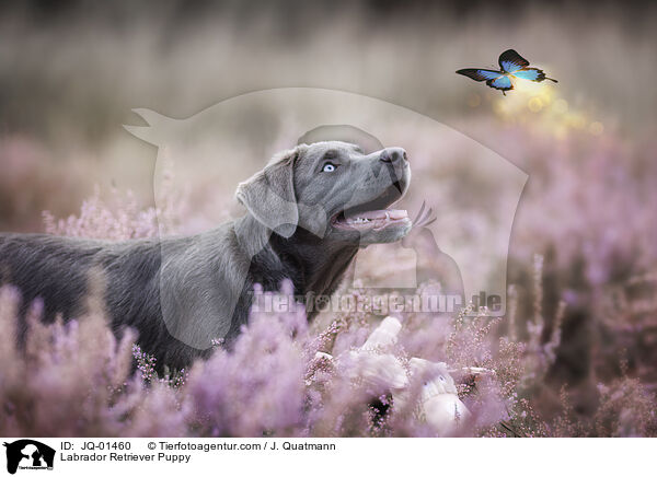 Labrador Retriever Puppy / JQ-01460
