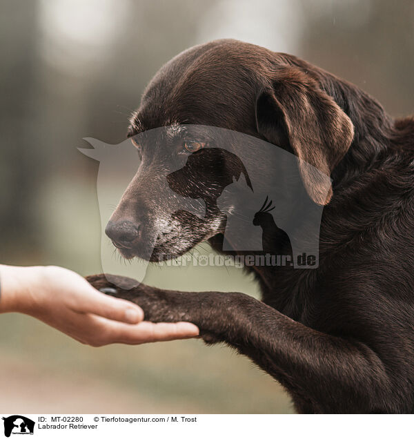 Labrador Retriever / Labrador Retriever / MT-02280