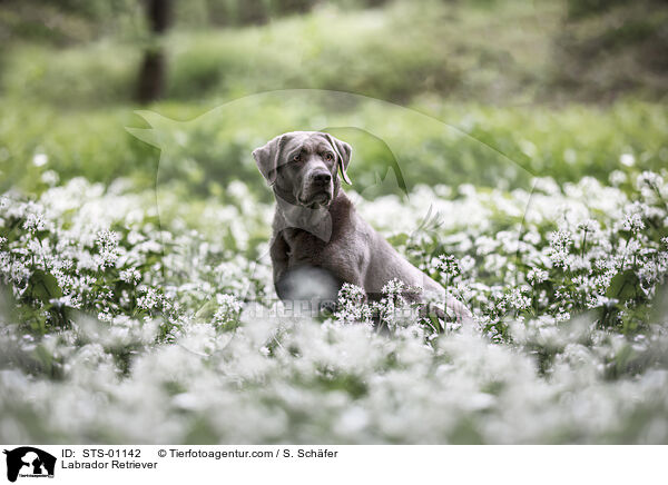 Labrador Retriever / Labrador Retriever / STS-01142