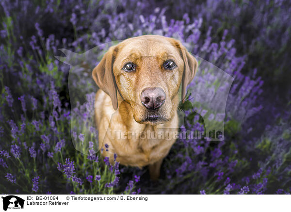 Labrador Retriever / Labrador Retriever / BE-01094