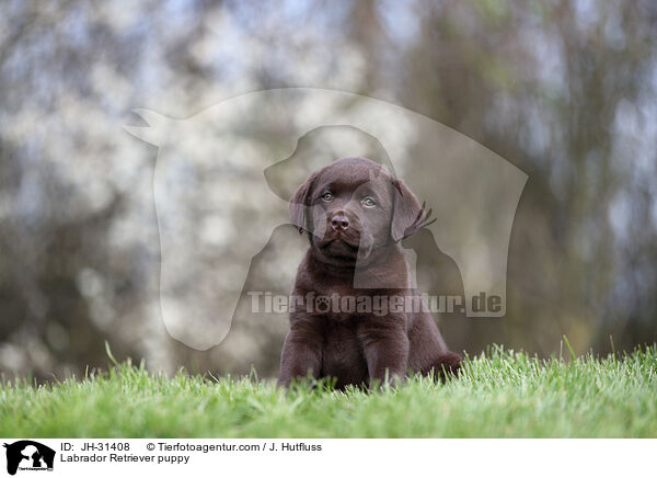 Labrador Retriever Welpe / Labrador Retriever puppy / JH-31408