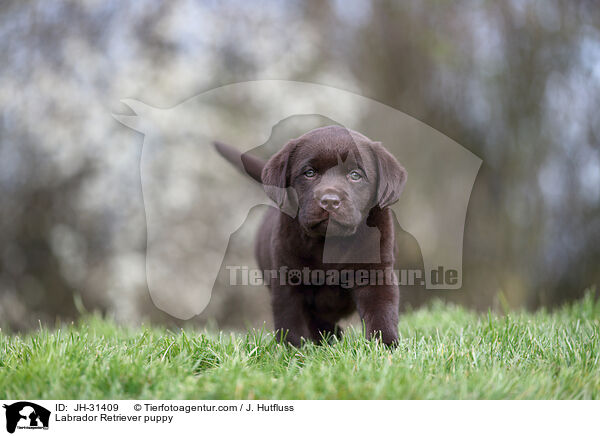 Labrador Retriever Welpe / Labrador Retriever puppy / JH-31409