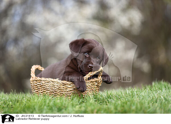 Labrador Retriever Welpe / Labrador Retriever puppy / JH-31413