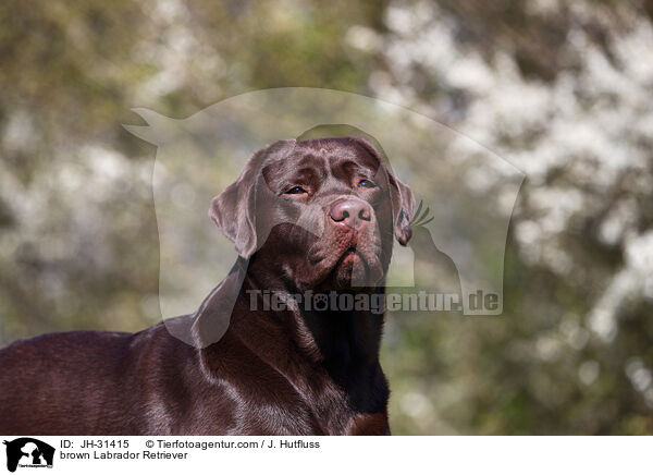 brauner Labrador Retriever / brown Labrador Retriever / JH-31415