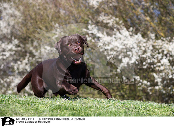 brauner Labrador Retriever / brown Labrador Retriever / JH-31416