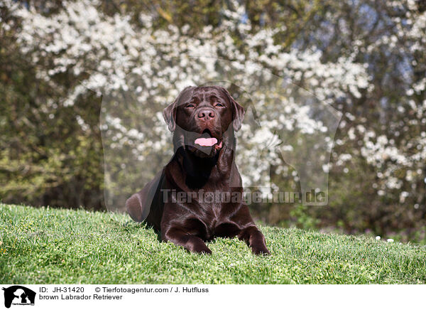 brauner Labrador Retriever / brown Labrador Retriever / JH-31420