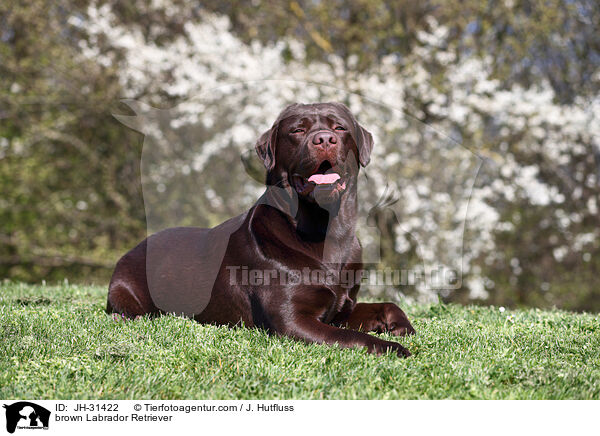 brauner Labrador Retriever / brown Labrador Retriever / JH-31422