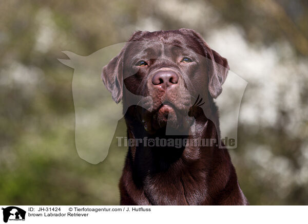 brauner Labrador Retriever / brown Labrador Retriever / JH-31424