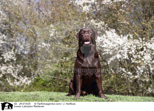 brauner Labrador Retriever / brown Labrador Retriever / JH-31425