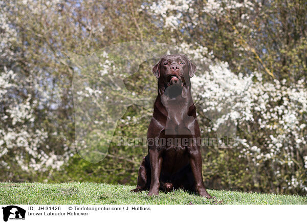 brown Labrador Retriever / JH-31426