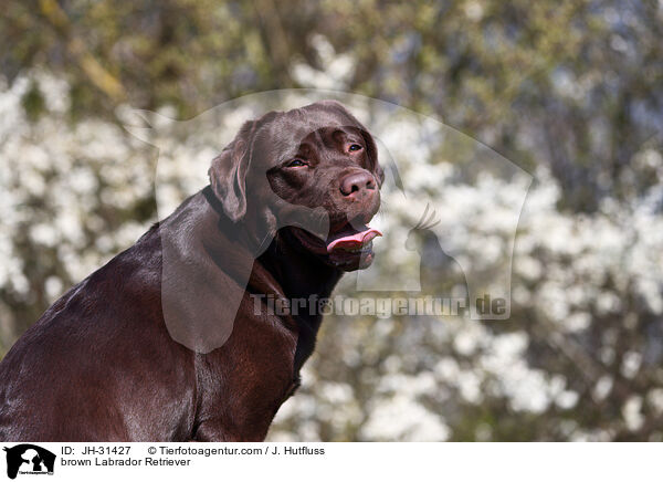 brauner Labrador Retriever / brown Labrador Retriever / JH-31427