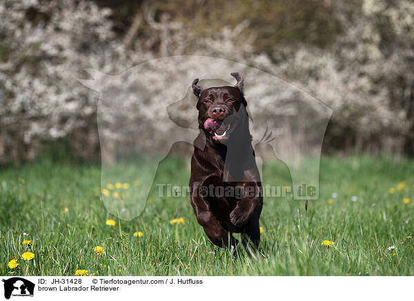 brauner Labrador Retriever / brown Labrador Retriever / JH-31428
