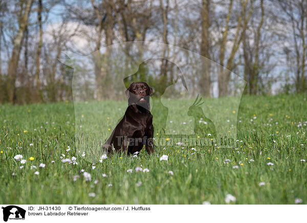 brauner Labrador Retriever / brown Labrador Retriever / JH-31430