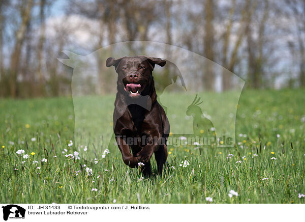 brauner Labrador Retriever / brown Labrador Retriever / JH-31433
