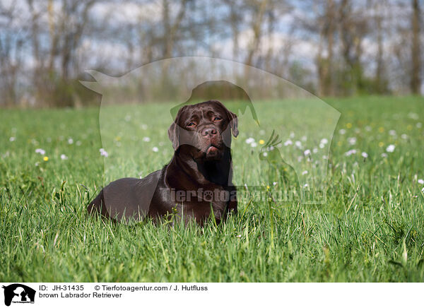 brauner Labrador Retriever / brown Labrador Retriever / JH-31435