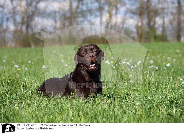 brauner Labrador Retriever / brown Labrador Retriever / JH-31436