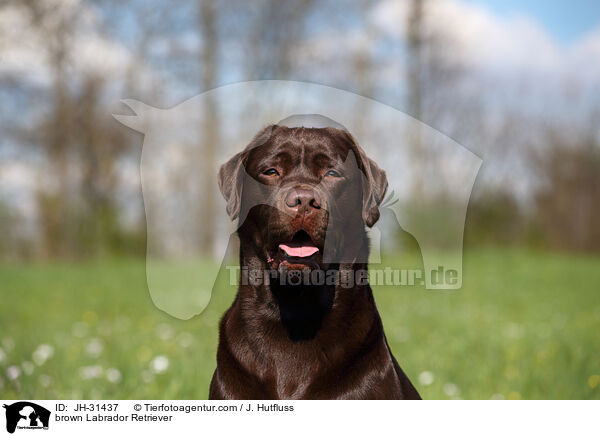 brauner Labrador Retriever / brown Labrador Retriever / JH-31437