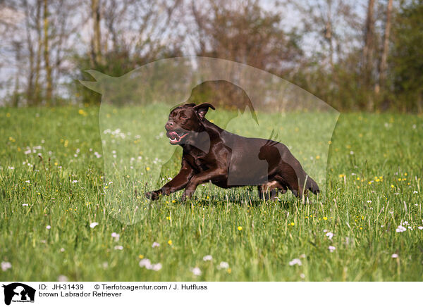 brauner Labrador Retriever / brown Labrador Retriever / JH-31439