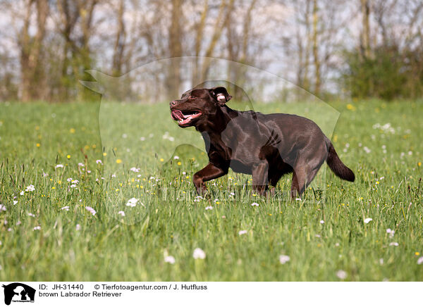 brauner Labrador Retriever / brown Labrador Retriever / JH-31440
