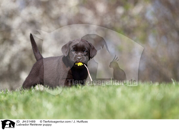 Labrador Retriever Welpe / Labrador Retriever puppy / JH-31489