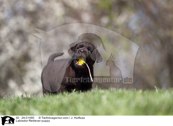 Labrador Retriever Welpe / Labrador Retriever puppy / JH-31490