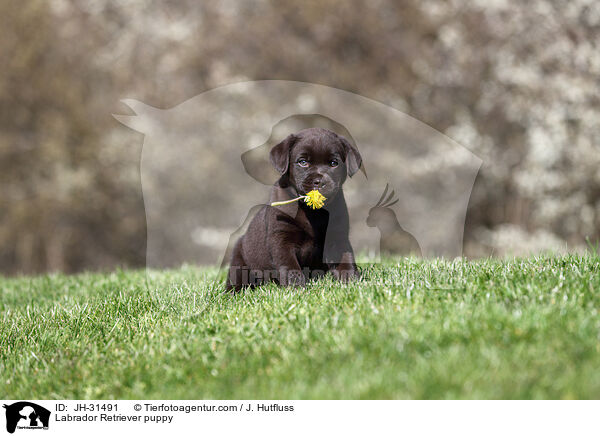 Labrador Retriever Welpe / Labrador Retriever puppy / JH-31491