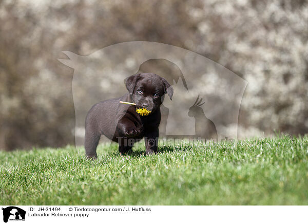 Labrador Retriever Welpe / Labrador Retriever puppy / JH-31494