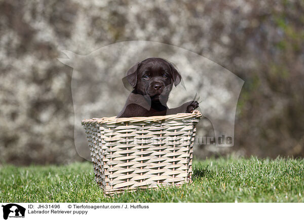 Labrador Retriever Welpe / Labrador Retriever puppy / JH-31496