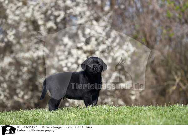 Labrador Retriever Welpe / Labrador Retriever puppy / JH-31497