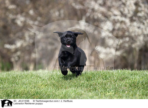 Labrador Retriever Welpe / Labrador Retriever puppy / JH-31498