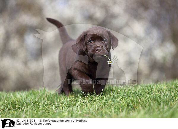Labrador Retriever Welpe / Labrador Retriever puppy / JH-31503