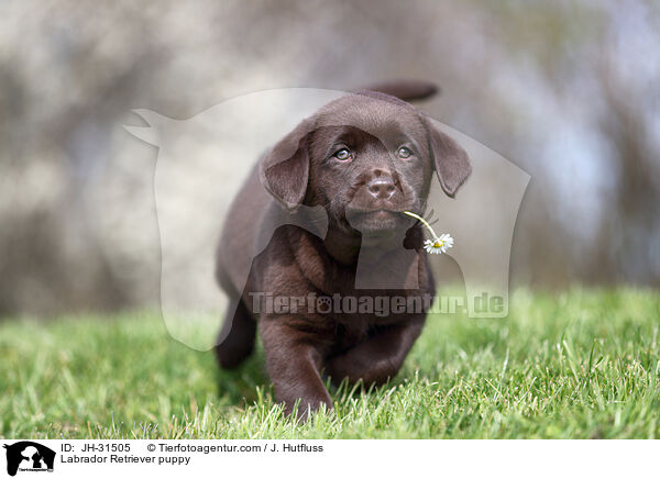 Labrador Retriever puppy / JH-31505