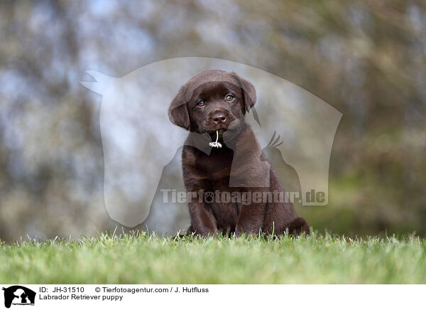 Labrador Retriever Welpe / Labrador Retriever puppy / JH-31510