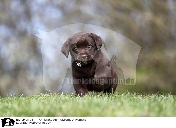 Labrador Retriever Welpe / Labrador Retriever puppy / JH-31511