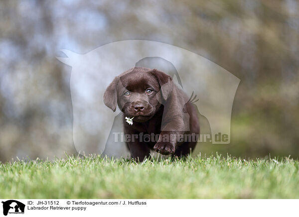Labrador Retriever Welpe / Labrador Retriever puppy / JH-31512