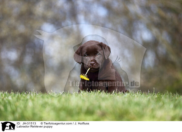 Labrador Retriever Welpe / Labrador Retriever puppy / JH-31513