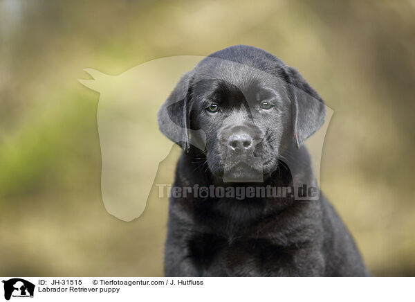 Labrador Retriever Welpe / Labrador Retriever puppy / JH-31515
