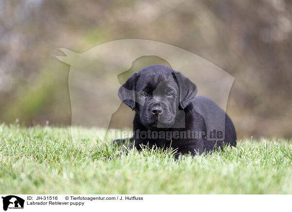 Labrador Retriever Welpe / Labrador Retriever puppy / JH-31516