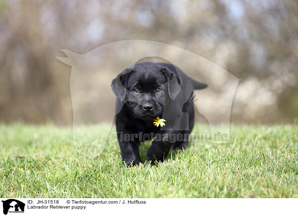 Labrador Retriever Welpe / Labrador Retriever puppy / JH-31518