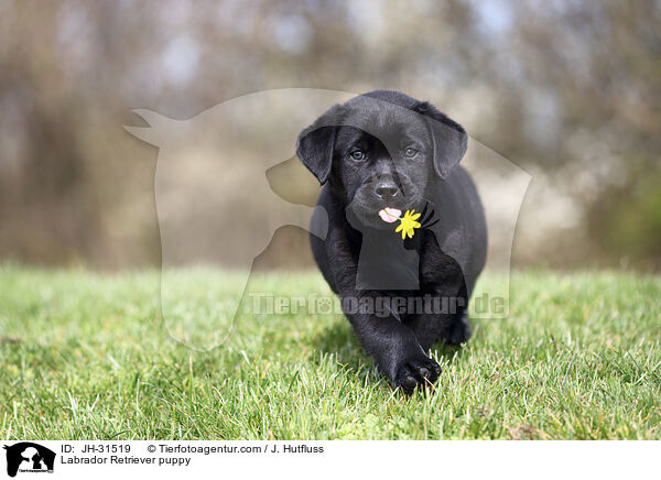 Labrador Retriever puppy / JH-31519