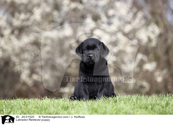 Labrador Retriever Welpe / Labrador Retriever puppy / JH-31520