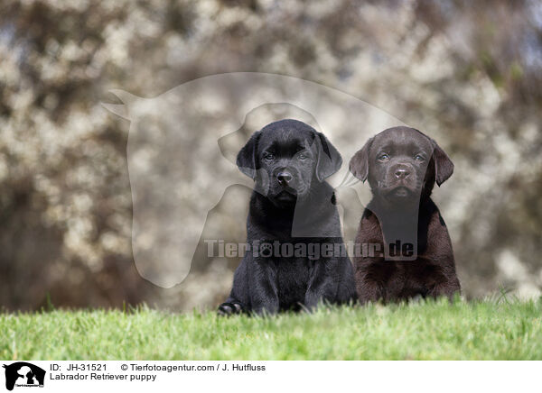 Labrador Retriever Welpe / Labrador Retriever puppy / JH-31521