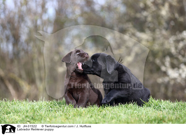 Labrador Retriever Welpe / Labrador Retriever puppy / JH-31522