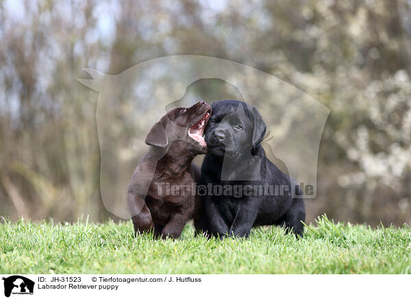 Labrador Retriever Welpe / Labrador Retriever puppy / JH-31523