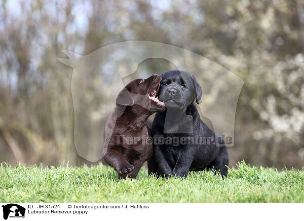 Labrador Retriever Welpe / Labrador Retriever puppy / JH-31524