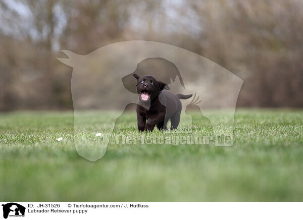 Labrador Retriever Welpe / Labrador Retriever puppy / JH-31526