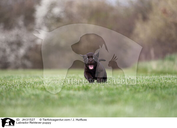 Labrador Retriever puppy / JH-31527