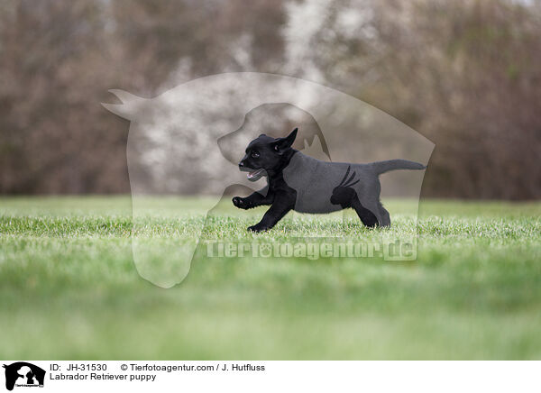 Labrador Retriever Welpe / Labrador Retriever puppy / JH-31530